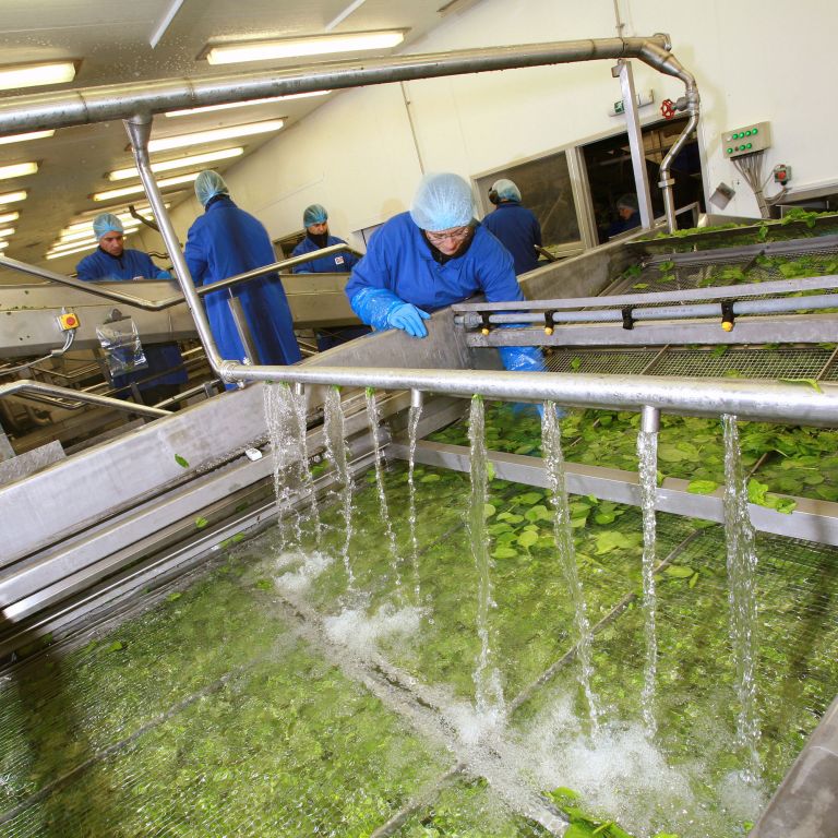 Spinach Processing Products